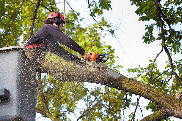 How Our Tree Care Process Works  in  Wilmore, KY